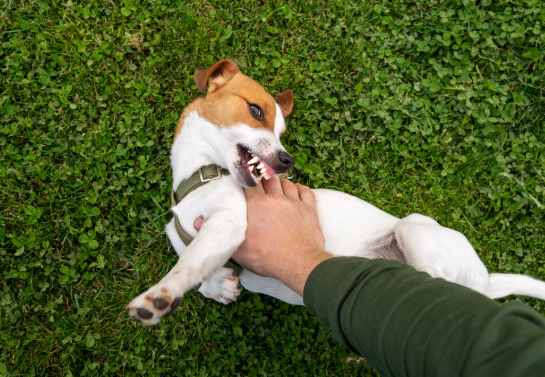 training my dog not to bark