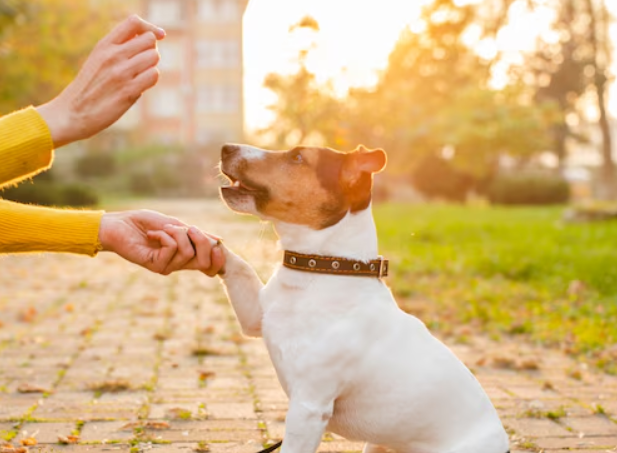 reactive dog training in Washington, DC